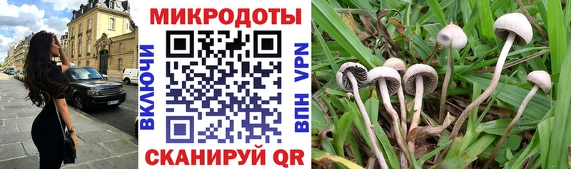купить наркоту  Инза  Галлюциногенные грибы Psilocybe 